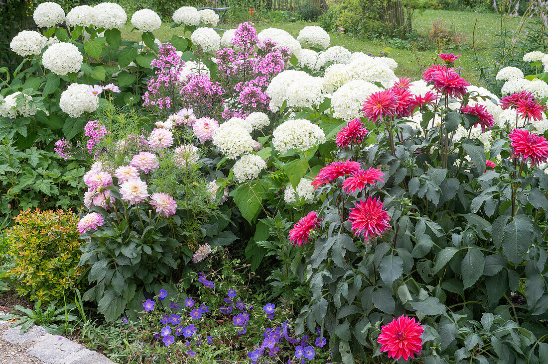 Ball hydrangea Hydrangea arborescens 'Annabelle', dahlias, phlox and cranesbill in the garden bed