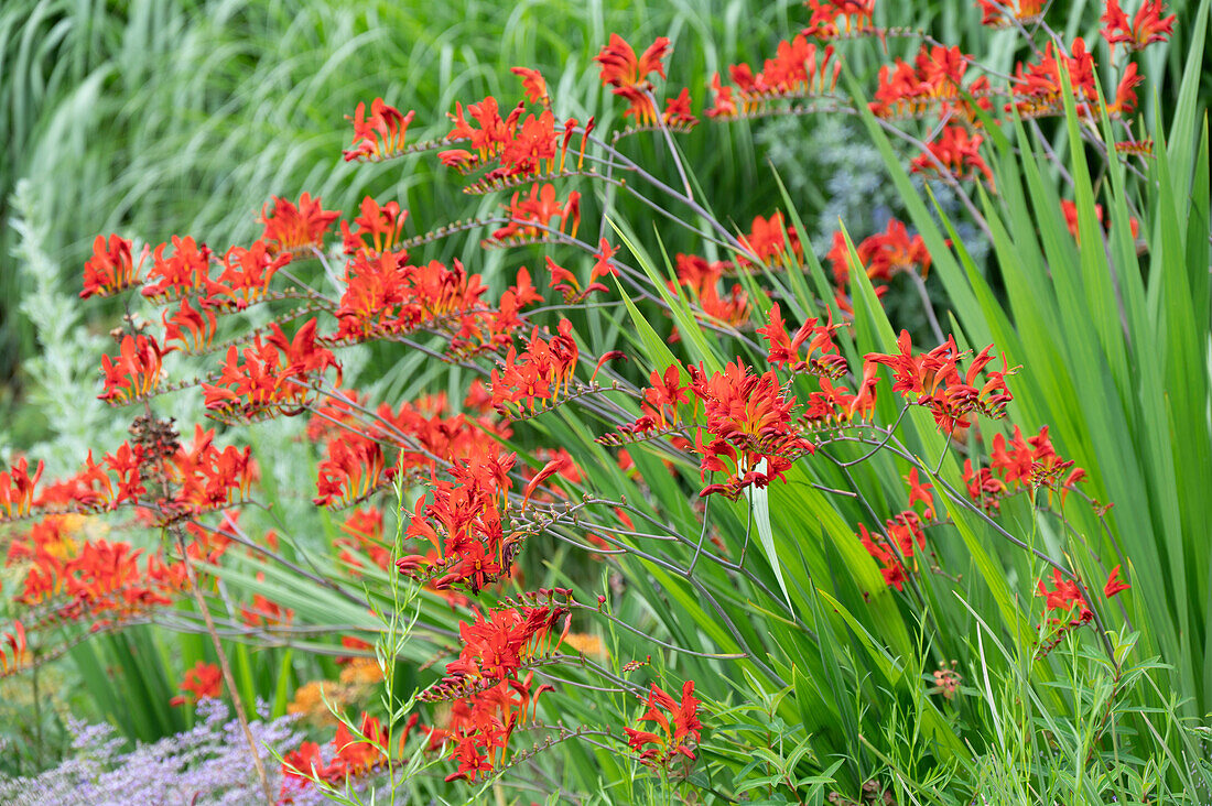 Flowering Montbretia 'Luzifer' in the garden bed