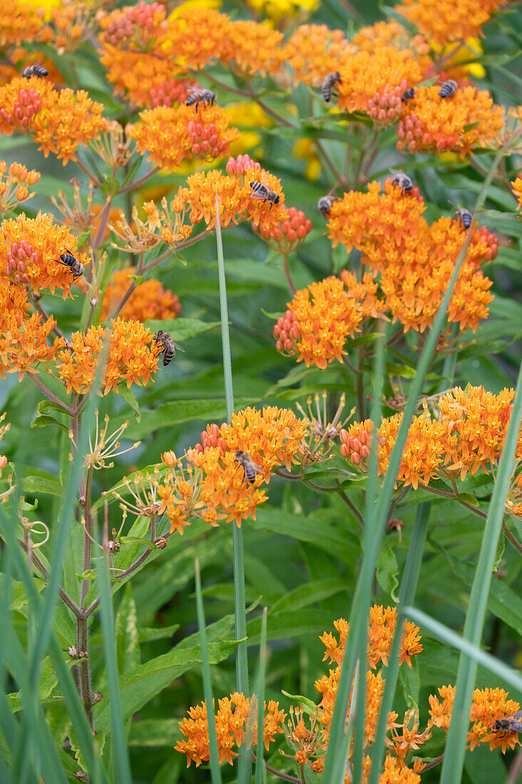 Butterfly weed (Asclepias tuberosa)