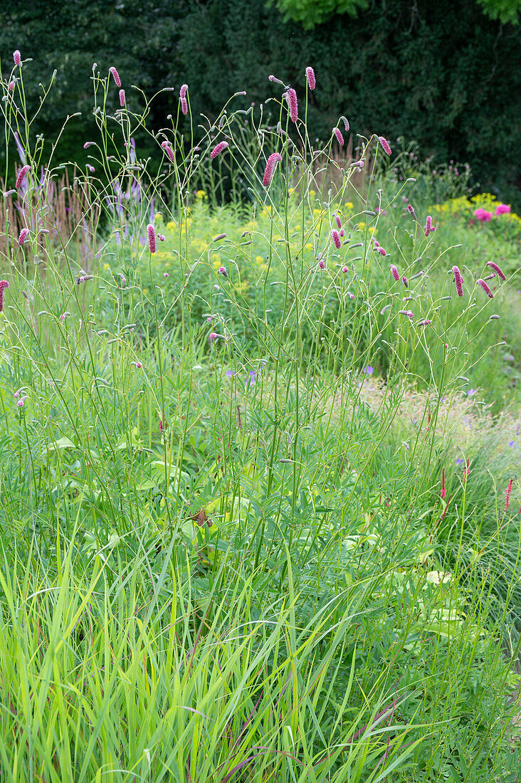 Hoher Wiesenknopf 'Rock and Roll' (Sanguisorba officinalis) im Garten