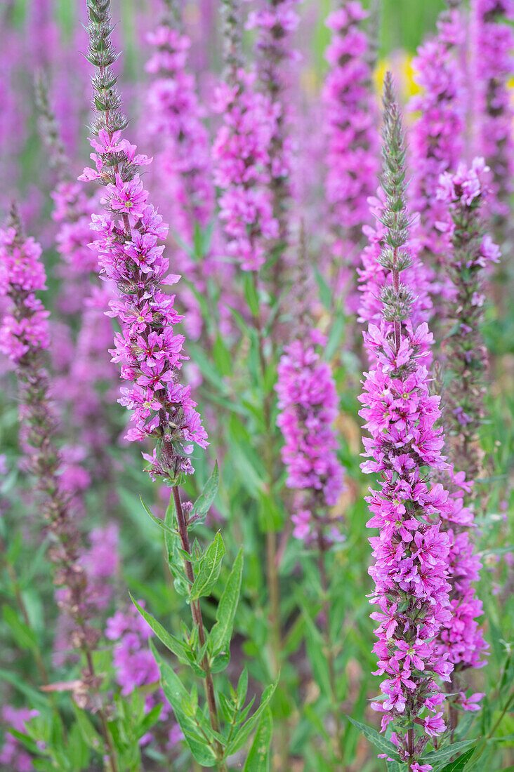 Blühender Blutweiderich 'Zigeunerblut' (Lythrum Salicaria)