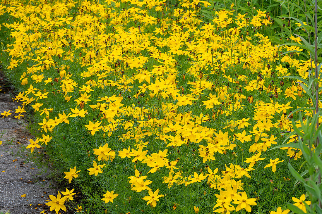 Whorled tickseed (Coreopsis verticilliata) in the border