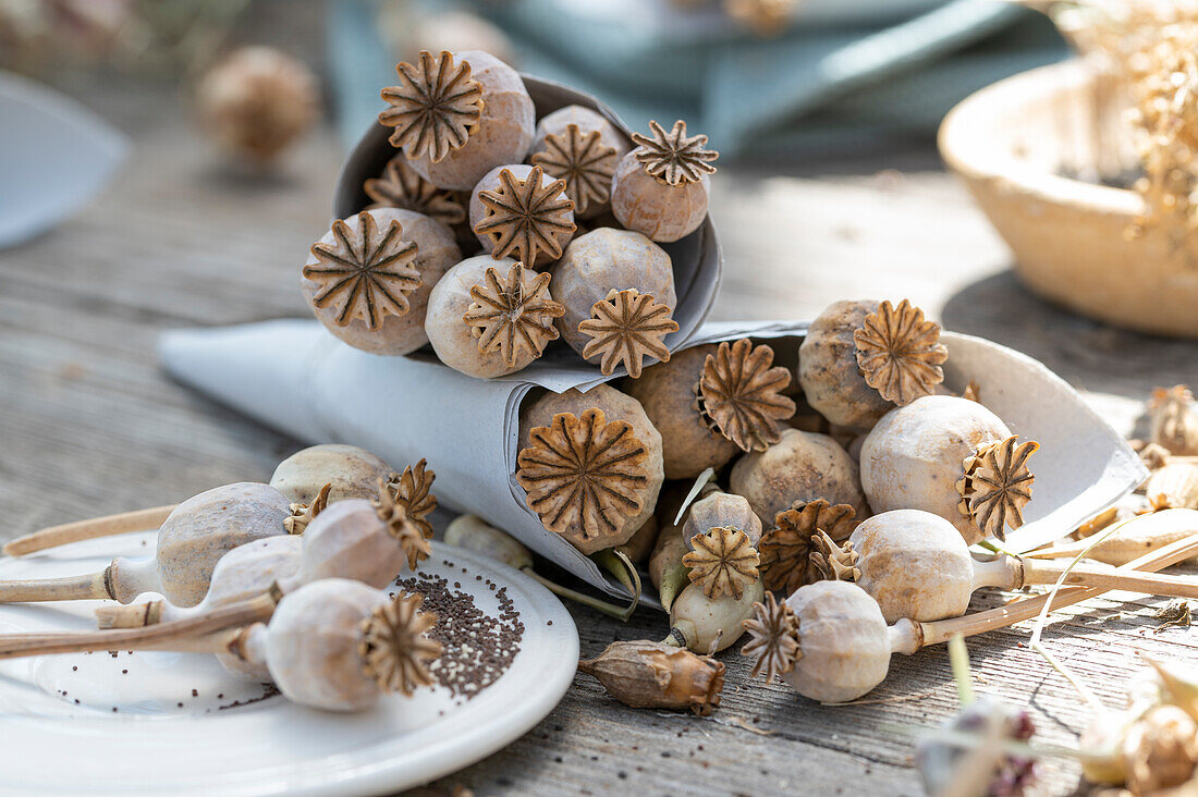 Seed pods of the opium poppy (Papaver Somniferum)