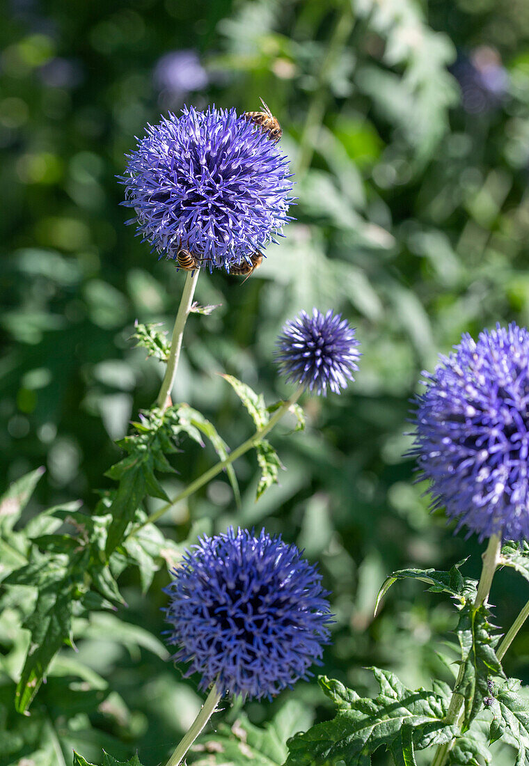 Ball thistles in the garden