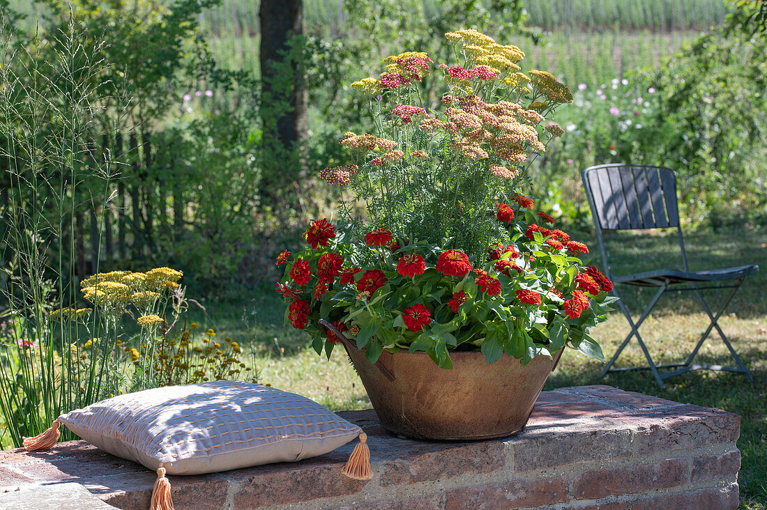 Schafgarbe 'Belle Epoque', 'Lachsschönheit', 'Helios' und Zinnien in Pflanzgefäß auf Gartenmauer