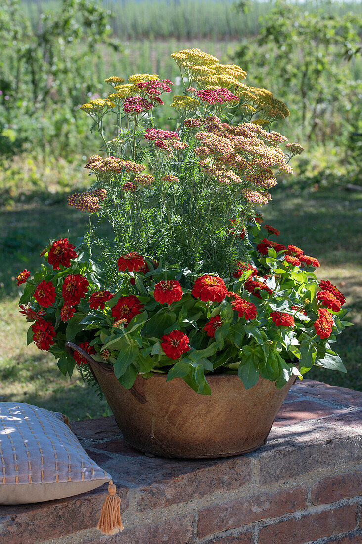 Schafgarbe 'Belle Epoque', 'Lachsschönheit', 'Helios' und Zinnien in Pflanzgefäß auf Gartenmauer