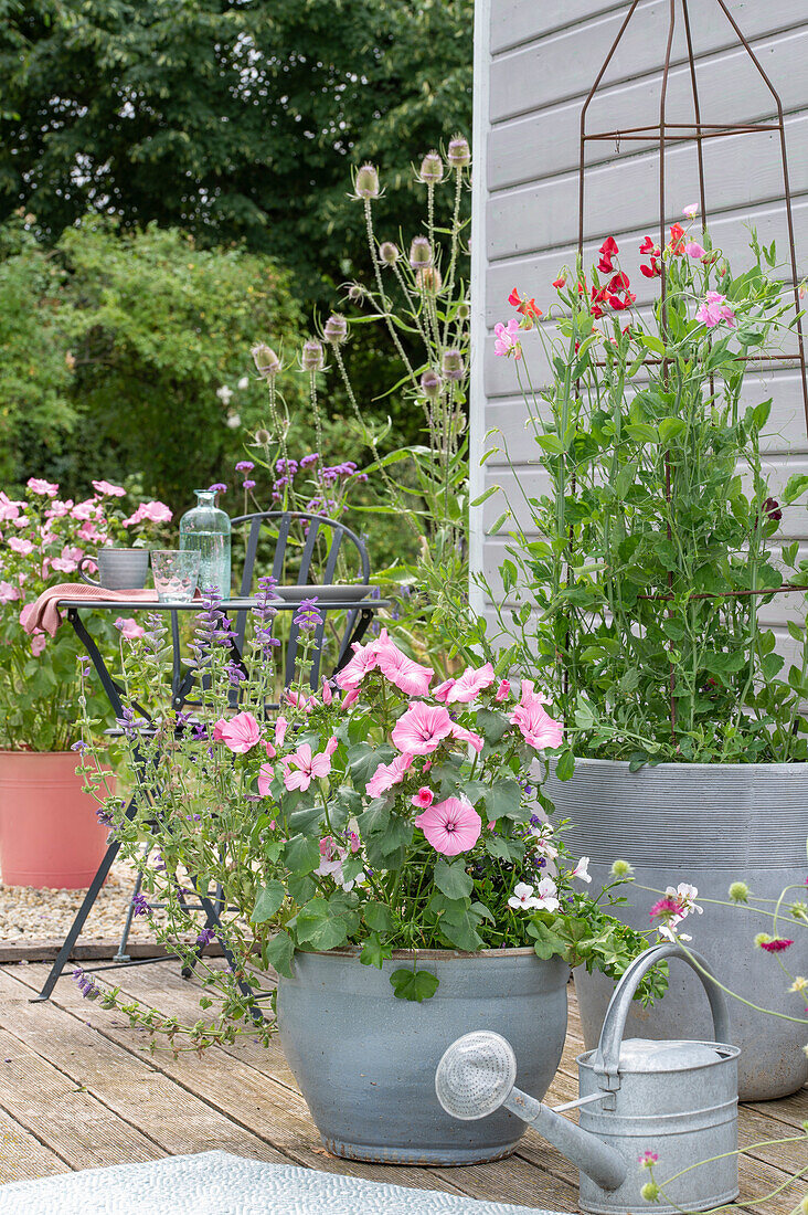 Cup mallow in a pot and sweet pea with climbing aid on a summer wooden terrace