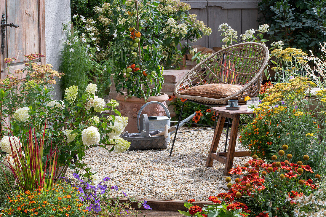 Sitzplatz auf sommerlicher Kies-Terrasse Tomatenpflanze im Kübel, davor Gießkanne und Korb mit Gartenutensilien auf sommerlicher Kies-Terrasse  mit Strauchhortensie 'Vanilla fraise', Prachtkerze, japanischem Blutgras 'Red Baron', Echinacea 'Kismet', 'Intense Orange', Kokardenblume 'Mesa Red' und Gewürztagetes