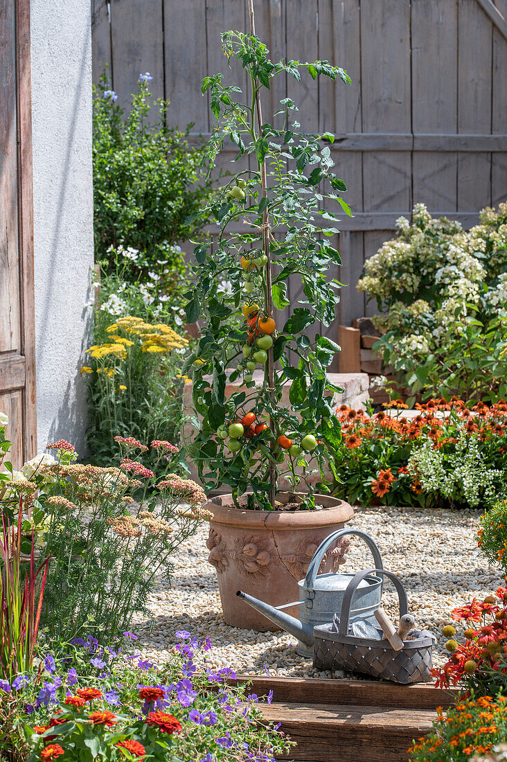 Tomatenpflanze im Terracottatopf auf Kies-Terrasse mit Tomatenpflanze im Kübel, davor Gießkanne und Korb mit Gartenutensilien auf sommerlicher Kies-Terrasse Echinacea 'Kismet', 'Intense Orange', Schafgarbe 'Lachsschönheit', 'Helios', Kokardenblume 'Mesa Red' und Gewürztagetes