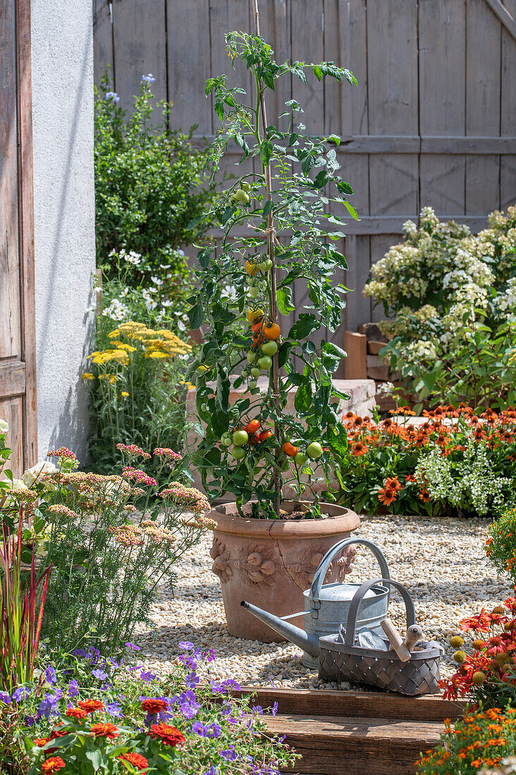 Tomatenpflanze im Terracottatopf auf Kies-Terrasse