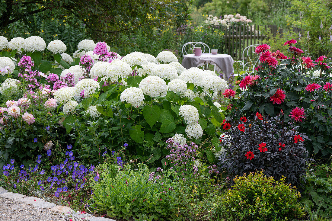 Ball hydrangea Hydrangea arborescens 'Annabelle', dahlia, phlox, cranesbill and sedum in a garden border