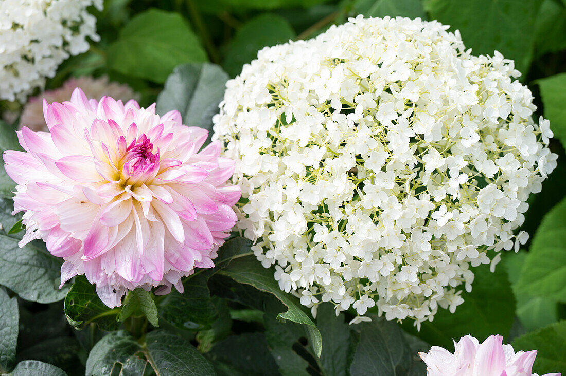 Dahlias and ball hydrangeas Hydrangea arborescens 'Annabelle'