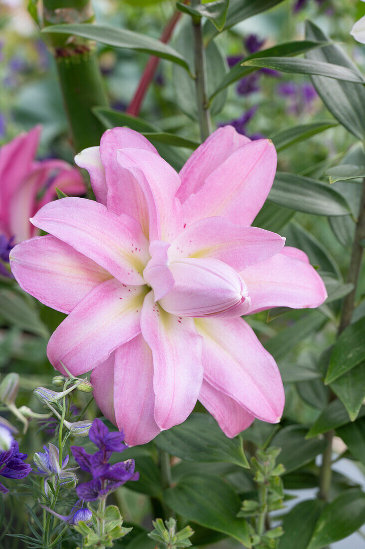 Pink flowering lily (Lilium) Orientalische Lilie 'Double Lotus Spring'