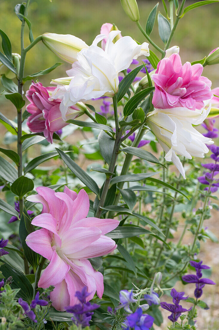 Lilien (Lilium) und blühender Buntschopf-Salbei (Salvia viridis) im Blumenbeet