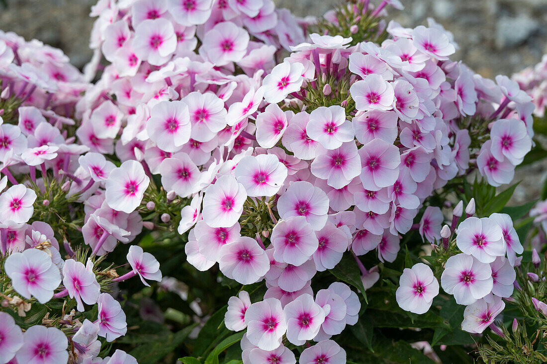 Rosa Blüten der Flammenblume 'Kirmesländer' (Phlox paniculata)