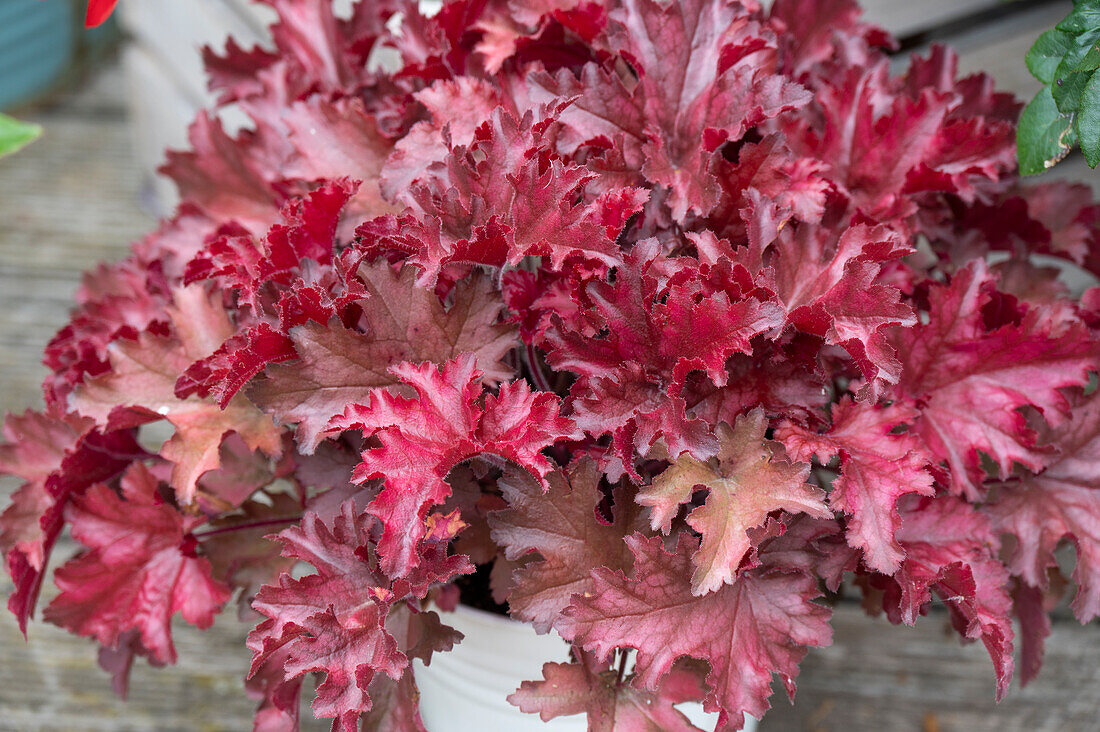 Rote Blätter des Purpurglöckchens 'Marmelade' im Topf (Heuchera)