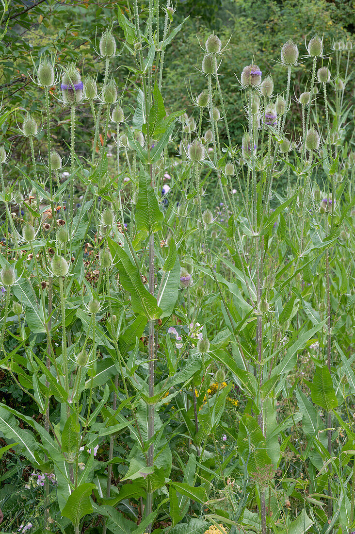 Wild teasel (Dipsacus Silvestris) in the meadow