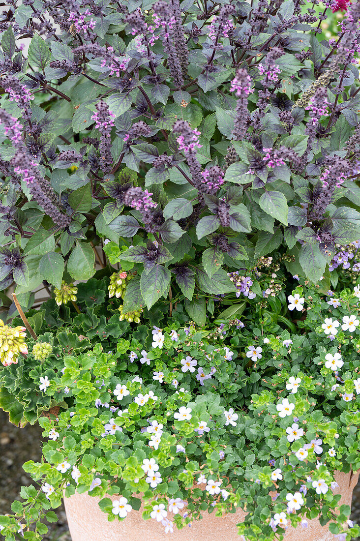 Flowers of snowflake flower (Sutera cordata) and shrub basil 'African Blue' in pot