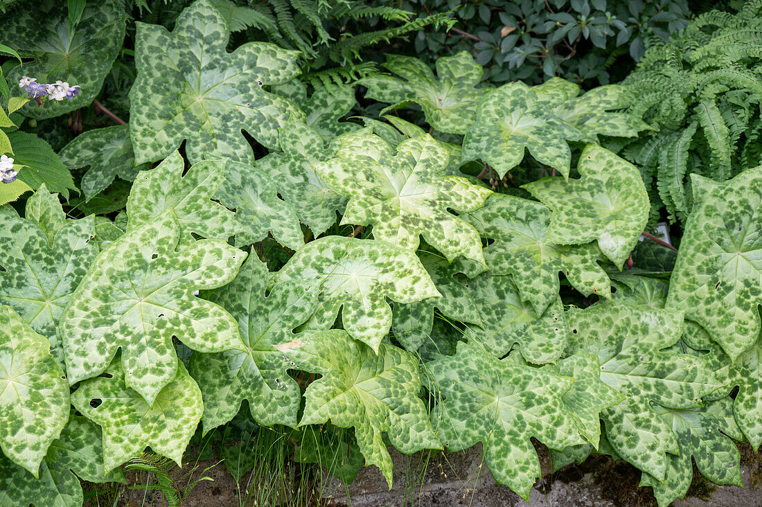 Grüne Blätter vom Himalaya-Maiapfel oder Himalaya-Fußblatt 'Spotty Dotty (Podophyllum hexandrum) im Garten