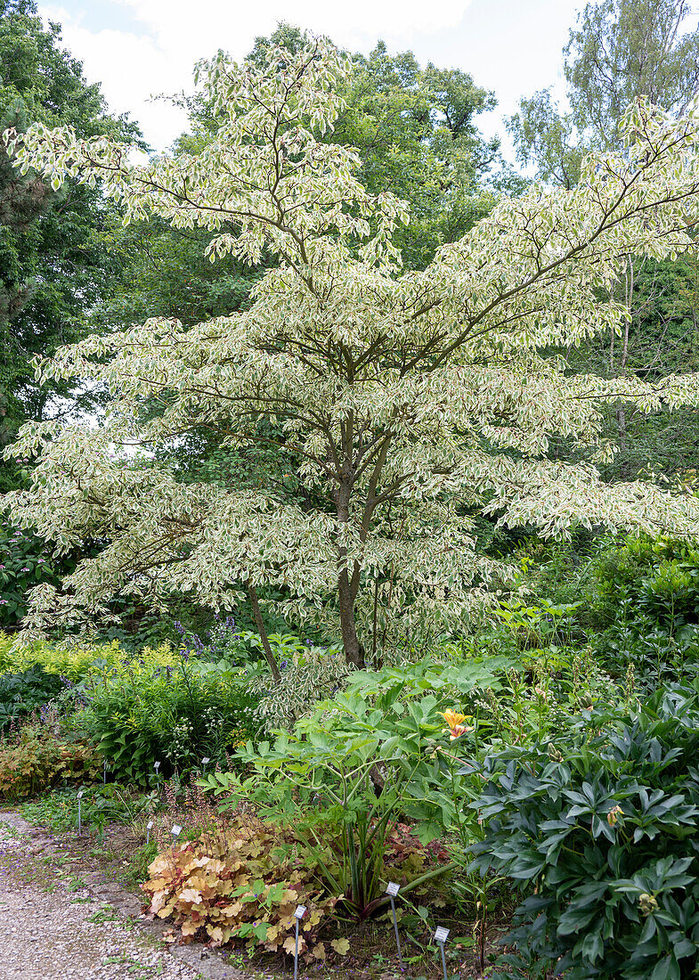 Flowering pagoda dogwood (Cornus controversa) in the garden