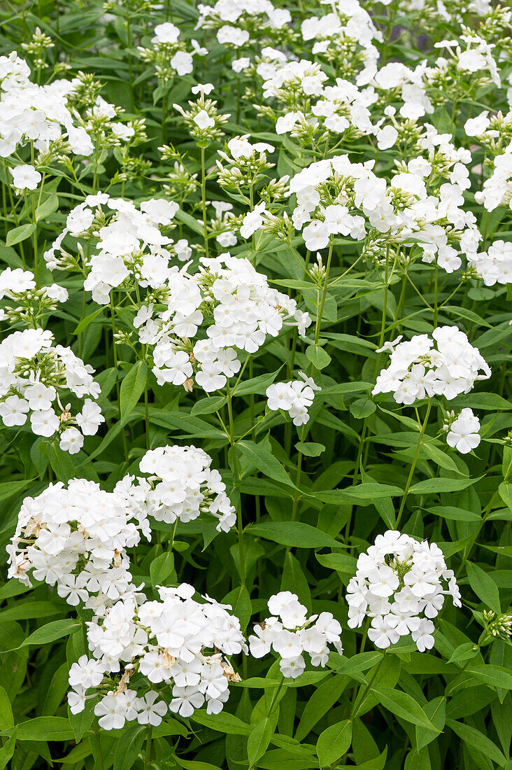 Weisse Blüten der Flammenblume 'Waupee' (Phlox amplifolia)