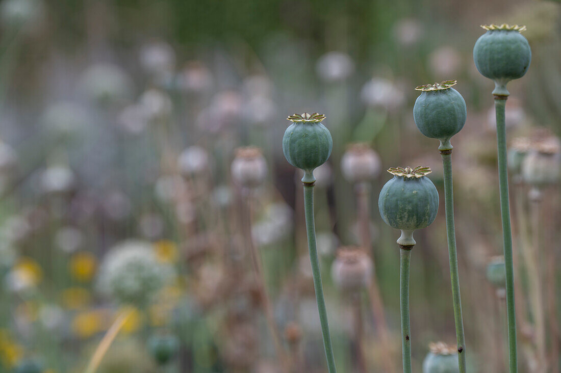 Schlafmohnkapseln im Beet (Papaver Somniferum)