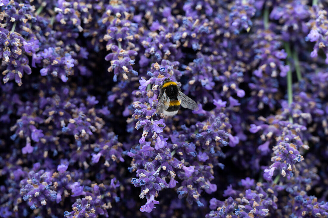 Hummel auf Lavendelblüten