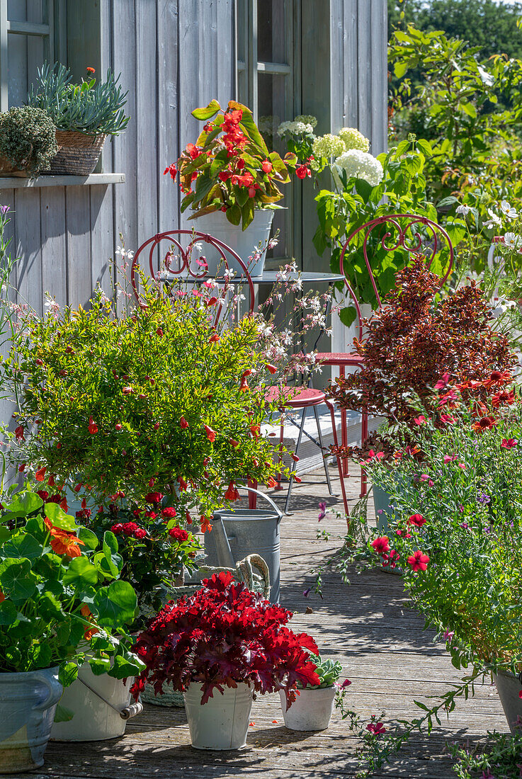 Blühende Sommerpflanzen auf Terrasse