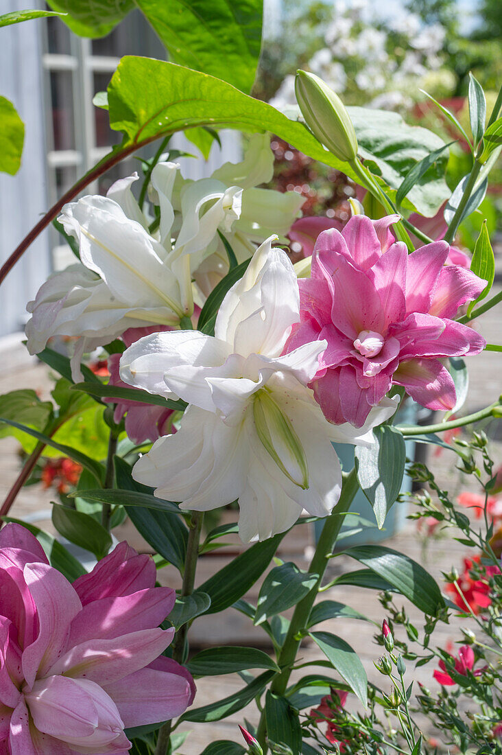 Rosa und weiße Lilienblüten Lilie (Lilium) Lotus Double Oriental Collection