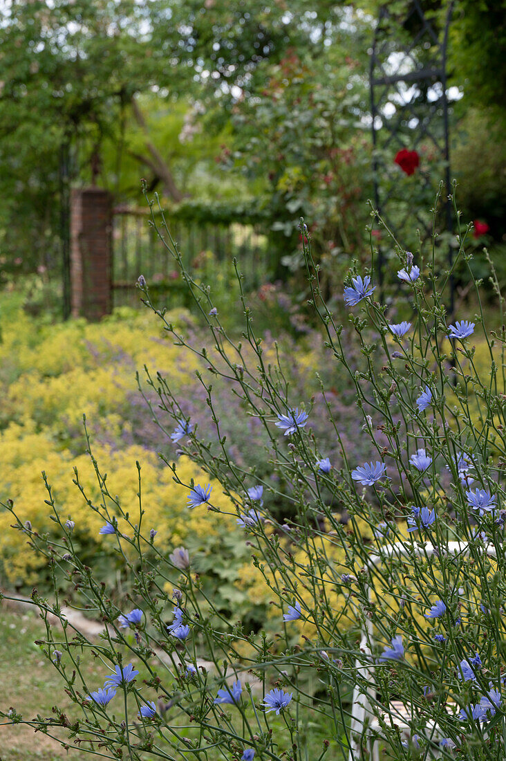 Flowering chicory in the summer garden