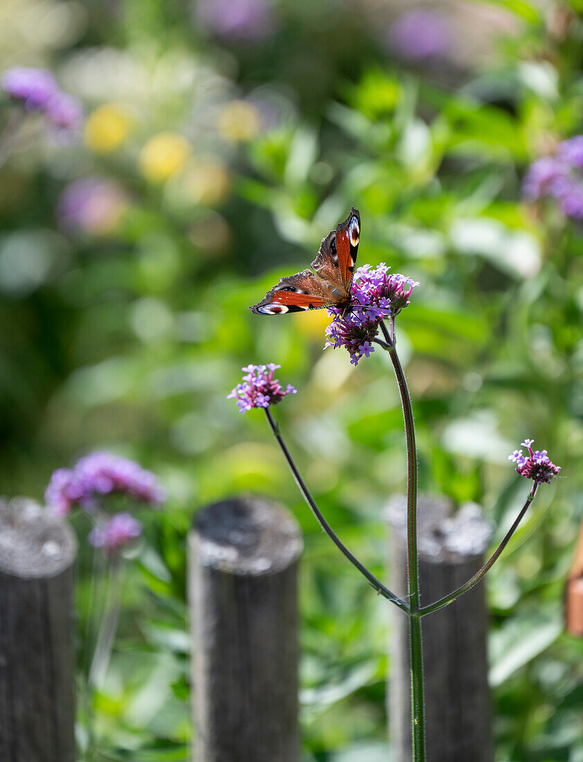 Blühendes Patagonisches Eisenkraut mit Schmetterling