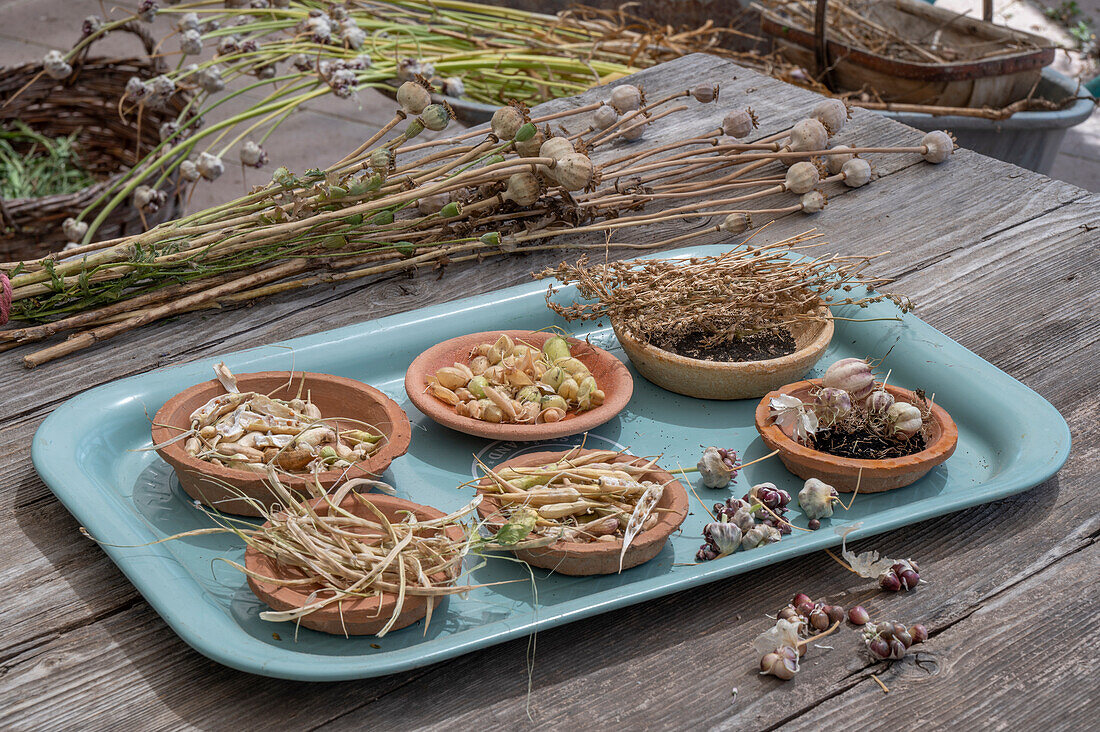 Verschiedene Samenstände zur Saatgutgewinnung in Schälchen von Schwarzer Rettich, Kichererbsen, Linaria, Mitzuna, Radieschen, Luftknoblauch, Jungfer im Grünen, Mohnkapseln und Ringelblumen