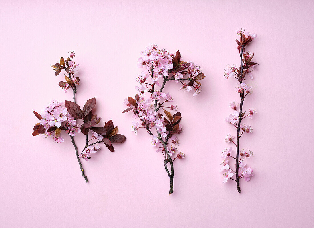 Cherry blossoms on a pink background