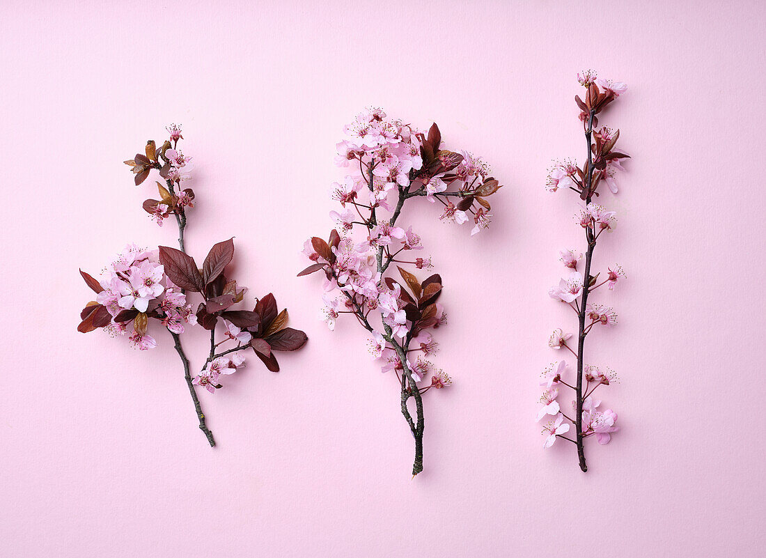 Kirschblüten auf rosa Hintergrund