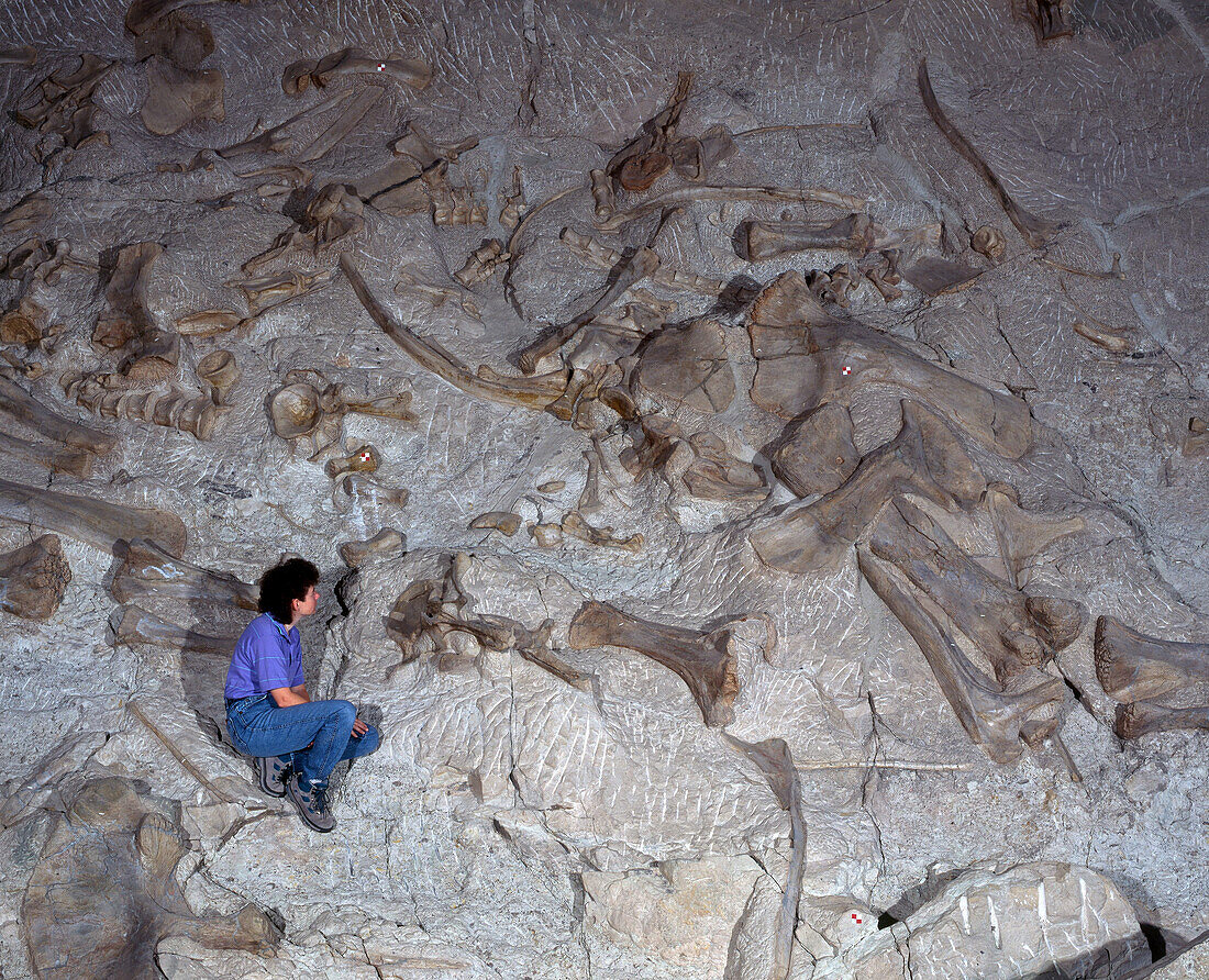Sauropod bones, Dinosaur National Monument, USA