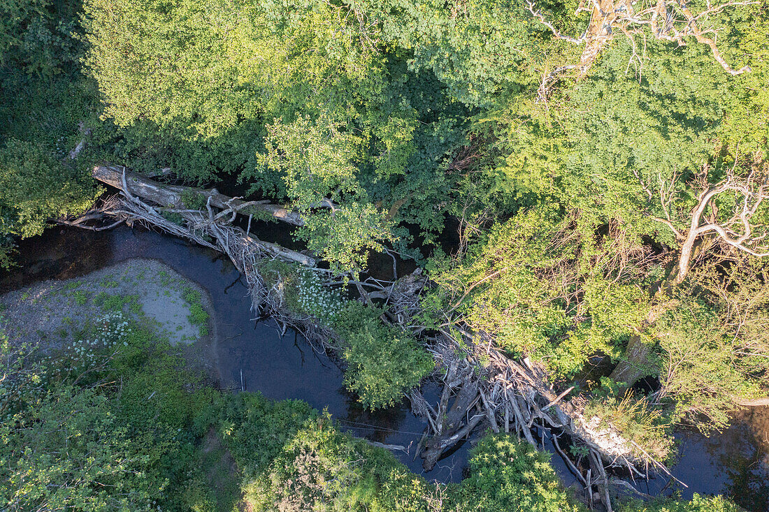 Fallen trees in stream, aerial photograph