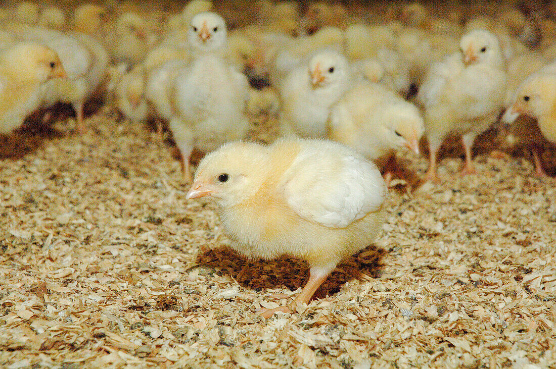 Chicks in barn