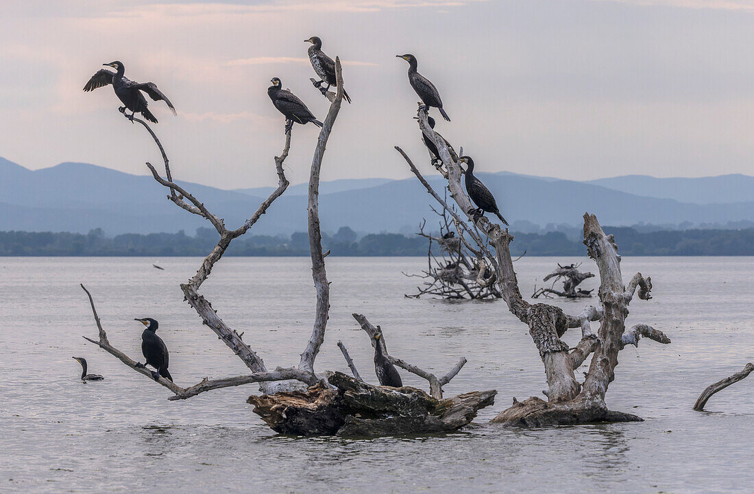 Common cormorants roosting in dead tree