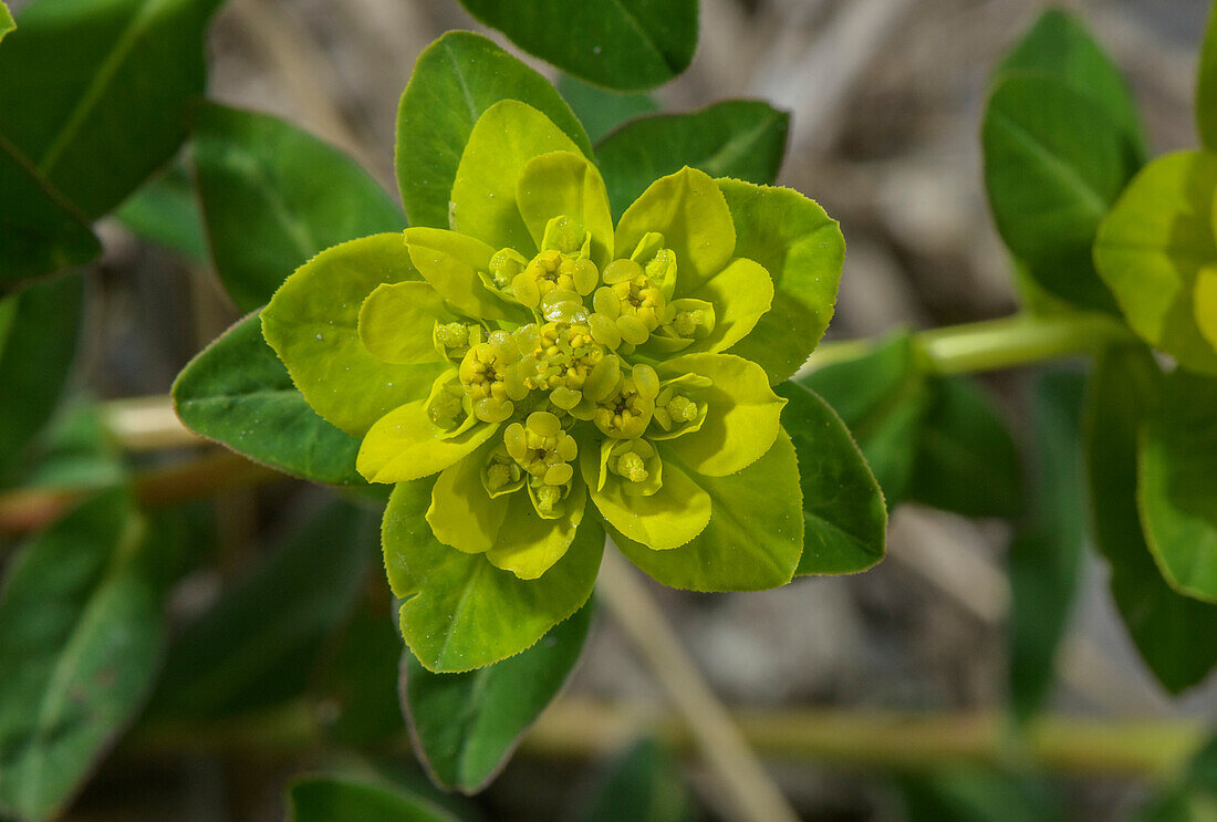 Spurge (Euphorbia flavicoma) in flower