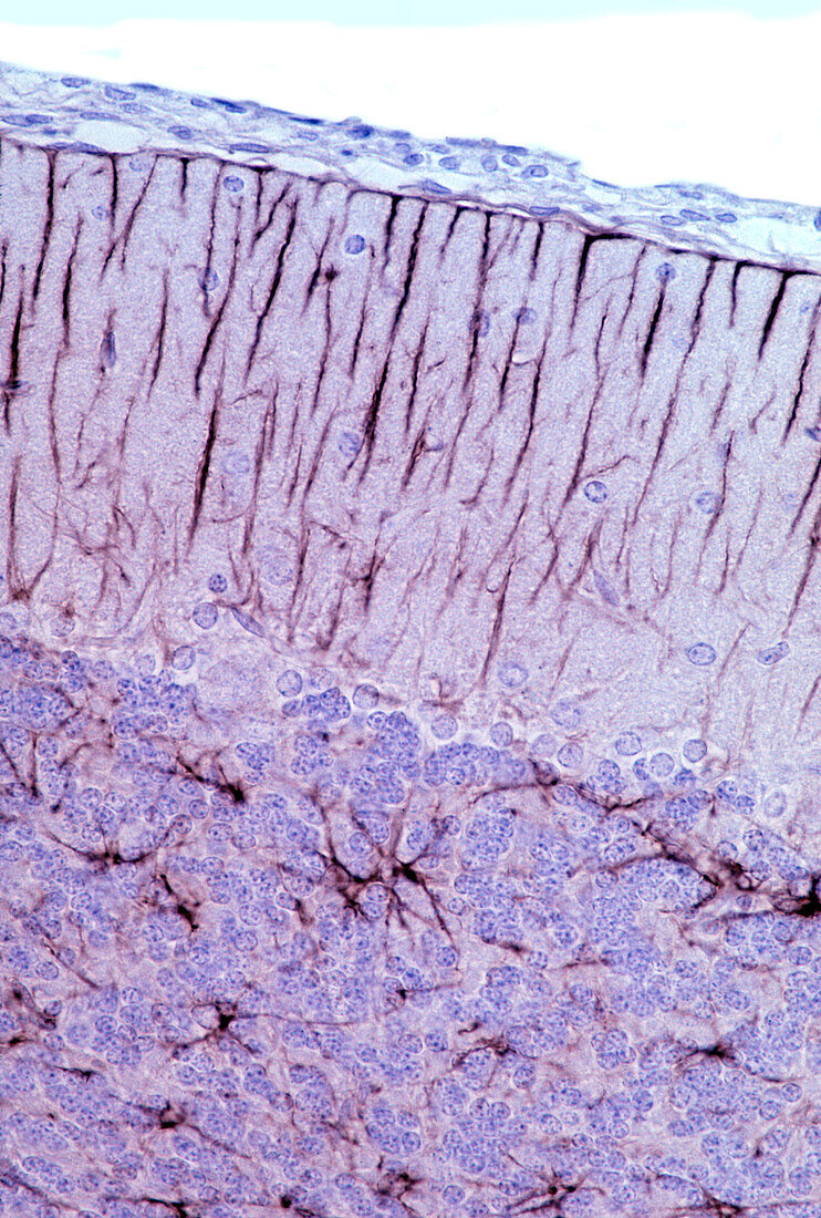 Bergmann glia, light micrograph