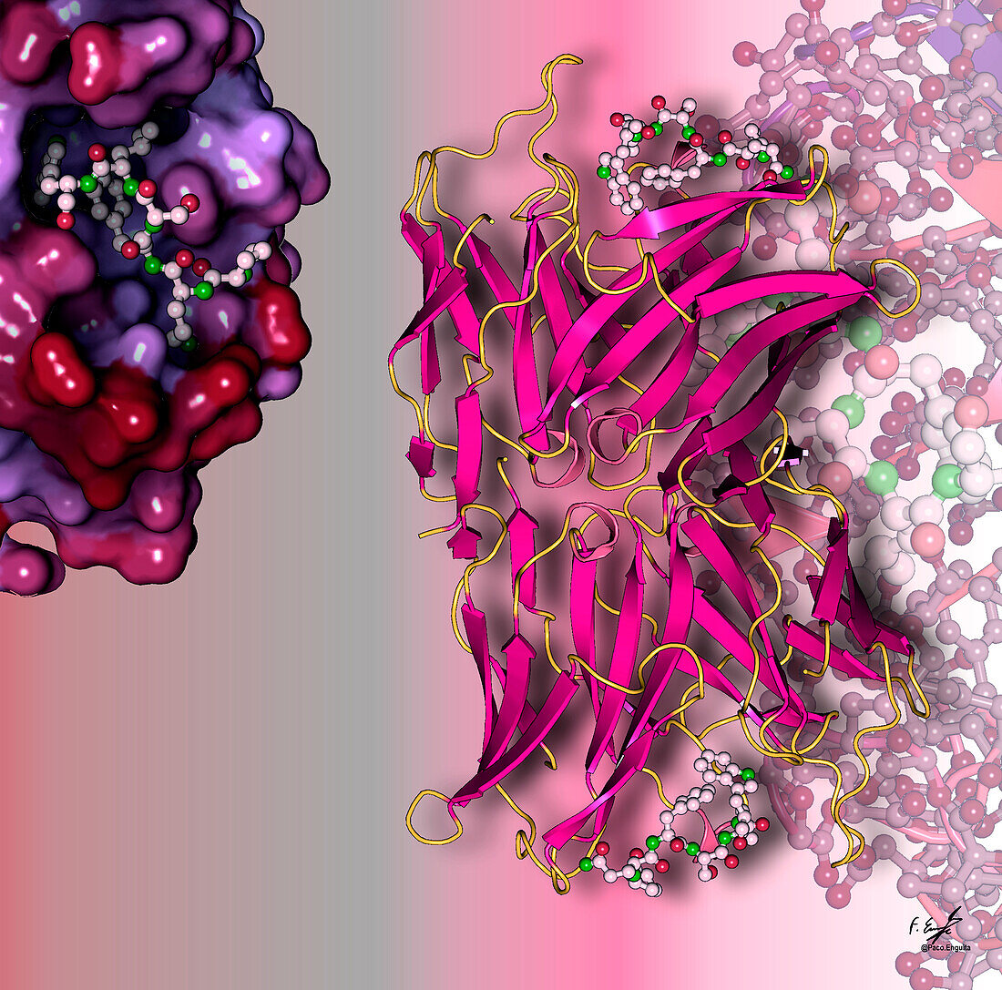 Antibidy-HIV protease interaction, illustration