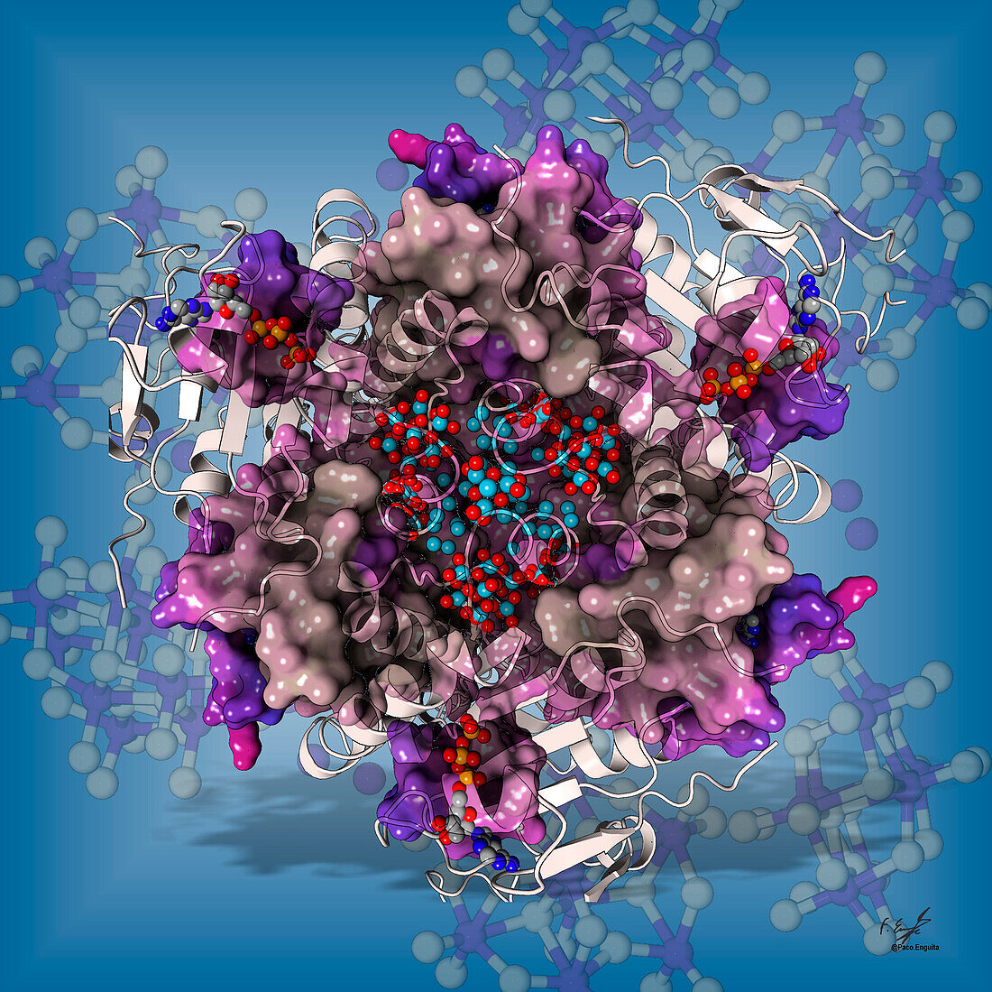 Molybdenum storage protein, illustration