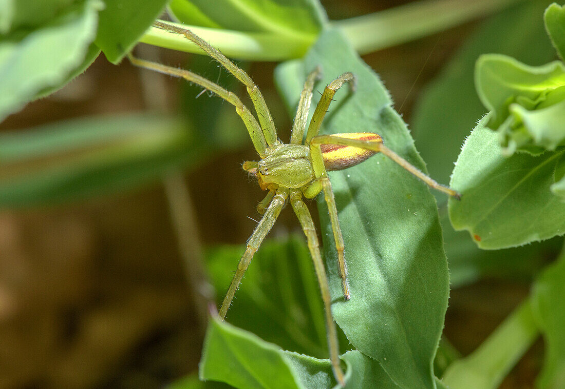 Male green huntsman spider