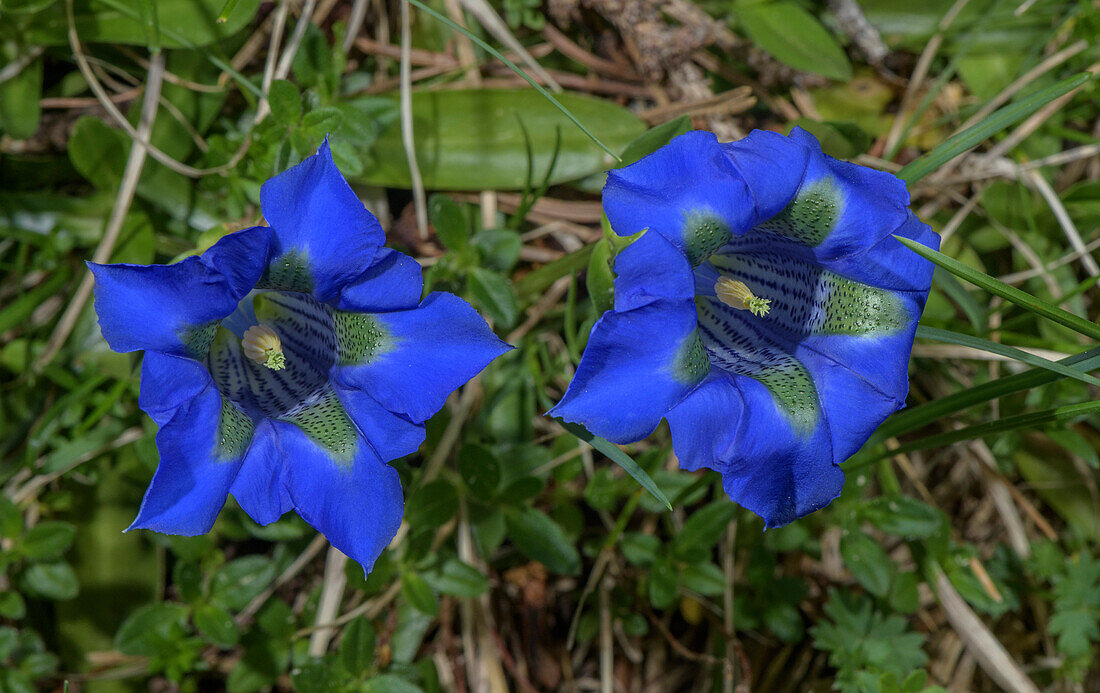 Narrow-leaved trumpet gentian (Gentiana angustifolia) in flower