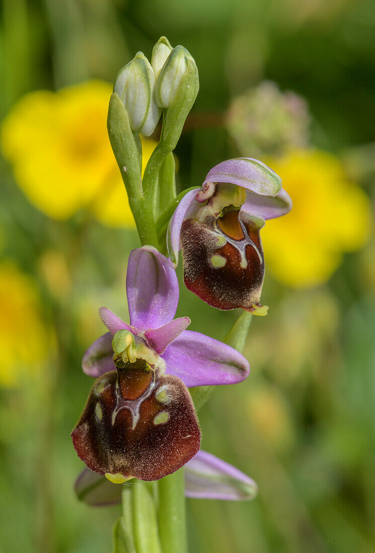 Late spider orchid (Ophrys holosericea) in flower