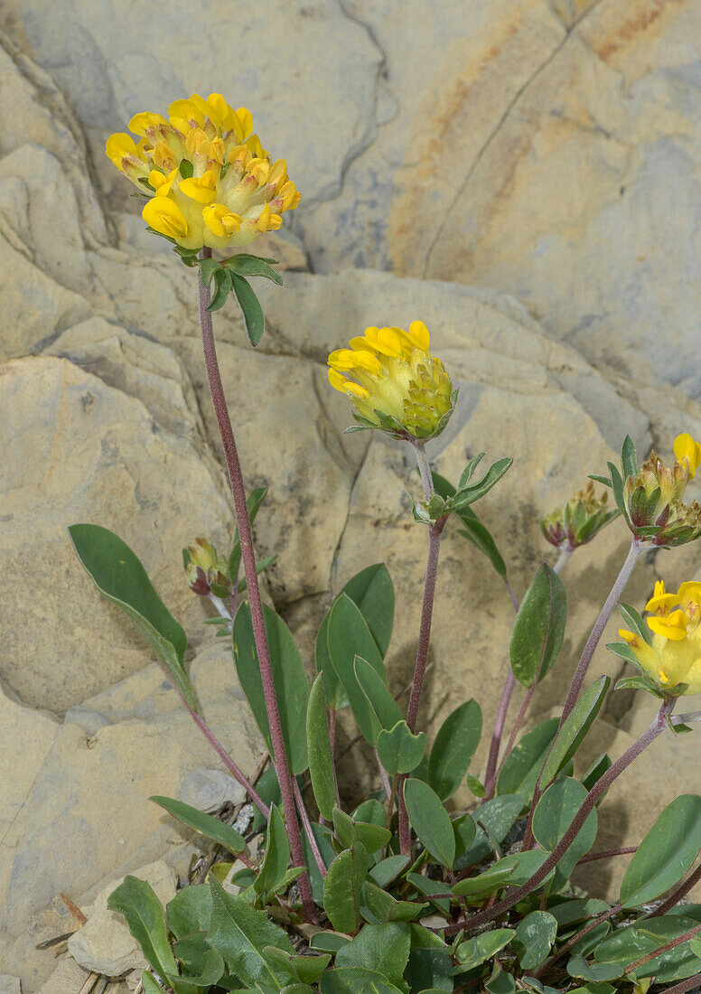 Alpine kidney-vetch (Anthyllis vulneraria ssp. alpestris)