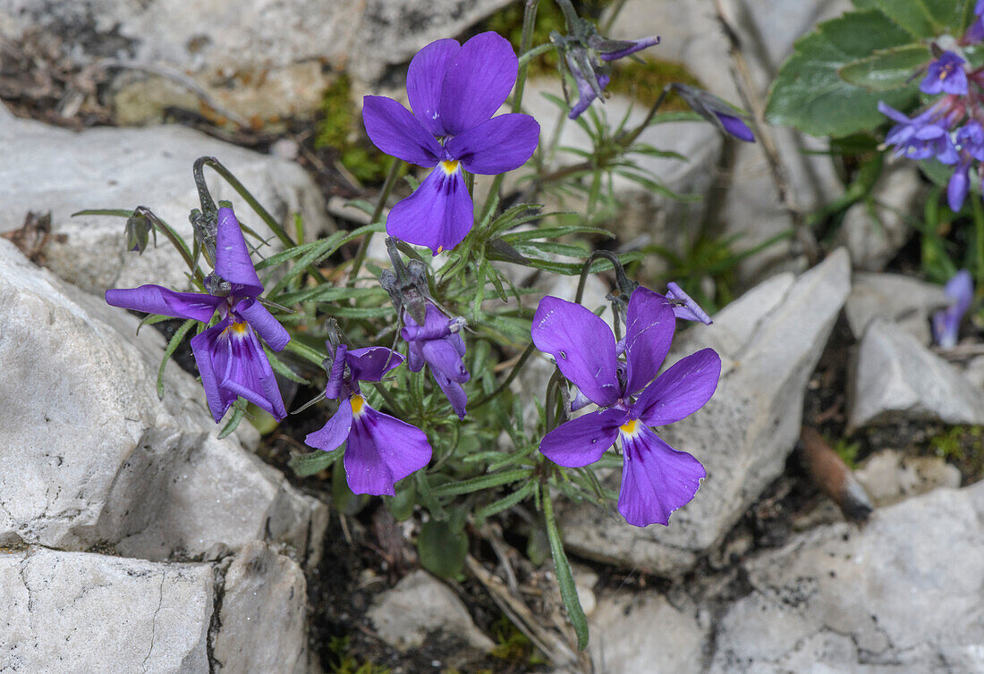 Duby's pansy (Viola dubyana) in flower