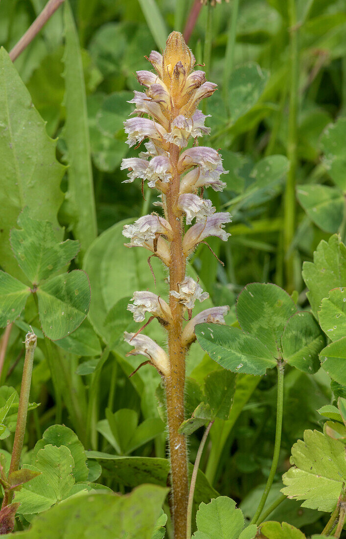 Common broomrape (Orobanche minor) in flower