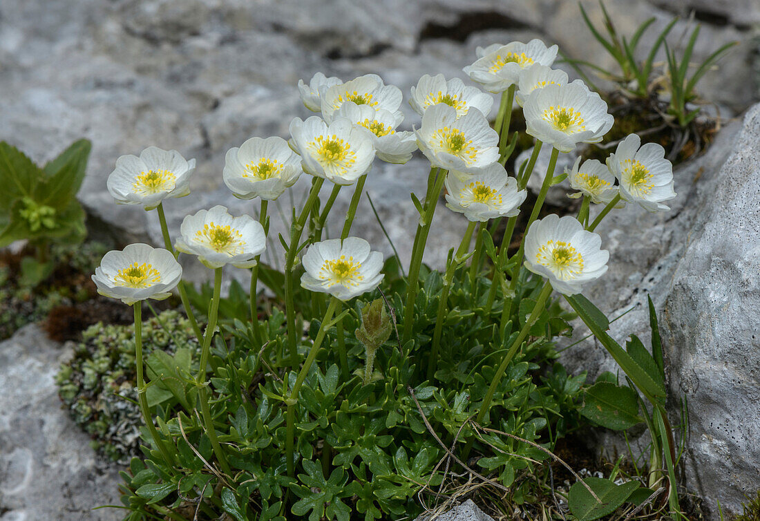 Alpine buttercup (Ranunculus alpestris ssp traunfellneri)