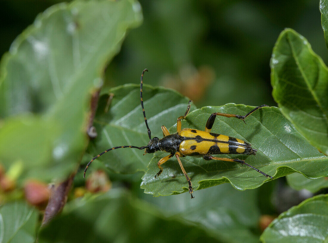 Black and yellow longhorn beetle